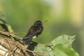 Female white-chinned sapphire hummingbird