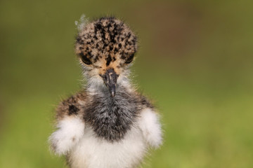 Ave - Tero - Pichon - southern lapwing