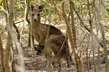 Naklejka na ściany i meble Eastern grey kangaroo female with her joey in Gold Coast Austral