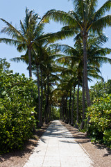 Obraz premium Walkway lined with palm trees