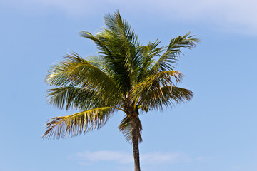 Obraz na płótnie Canvas Palm tree against a blue sky