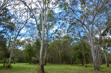 Obraz premium Wild eucalyptus tree forest