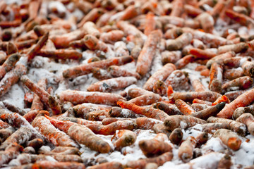 carrot for wildlife during winter