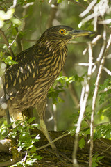 Ave - Garza Bruja - Black-crowned night heron