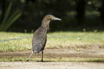 Ave - Garza Bruja - Black-crowned night heron