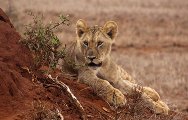 Löwin in Kenia