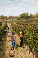 Fototapeta premium Workers In Vineyard