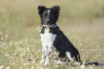 Perro border Collie Cachorro