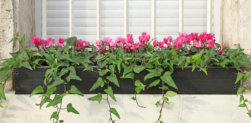 jardinière de cyclamens et lierre