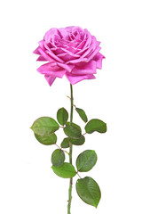 Fototapeta na wymiar rose variété ancienne