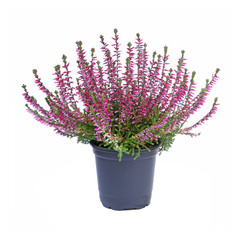 Fototapeta premium wrzos w doniczce