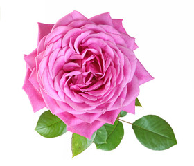 rose variété ancienne