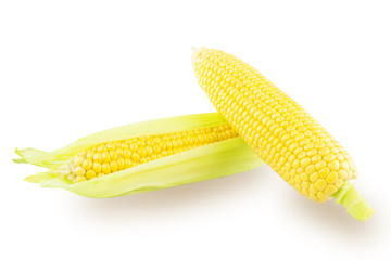 Two ear of corn