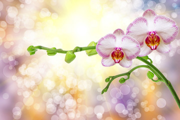orchid flower