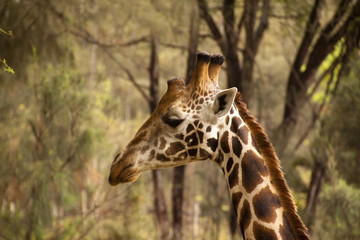 Giraffe im Haller Park in Mombasa