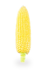 One ear of corn