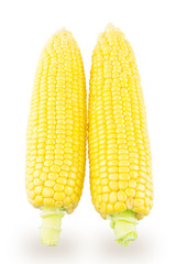 Two ear of corn