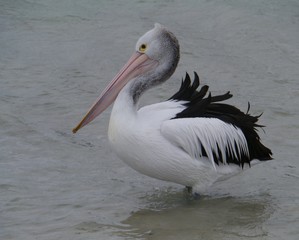 Fototapeta na wymiar An Australian pelican in the Indian ocean