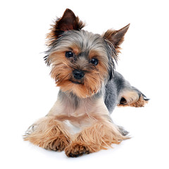 Young Beautiful Yorkshire Terrier Isolated on White Background
