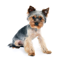 Young Beautiful Yorkshire Terrier Isolated on White Background