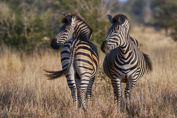 Fototapeta na wymiar Two zebras on the African savannah