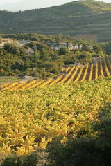 Fototapeta premium Vigne dans le minervois,Languedoc