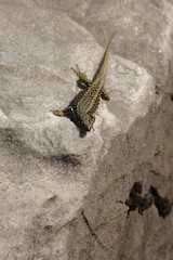 Lézard des murailles (podarcis muralis)