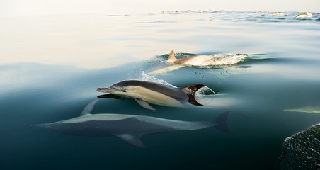 Fototapeta premium Dolphins, swimming in the ocean