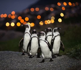 Poster The African penguins in twilight. © Uryadnikov Sergey