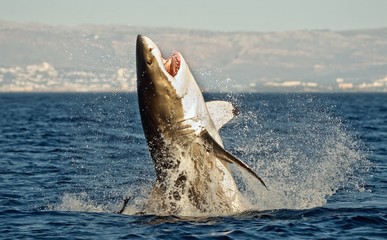 Great White Shark (Carcharodon carcharias) in an attack  - 72283249