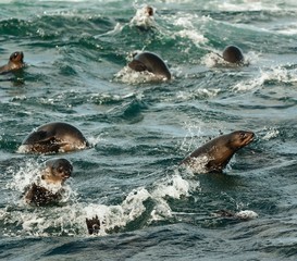 Jumping seals