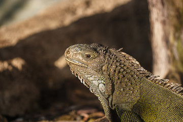 Green iguana