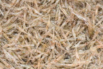 Group of Shrimp