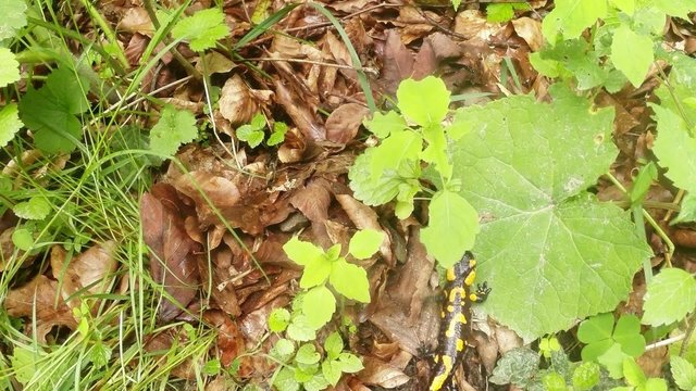 salamander hiding in foliage