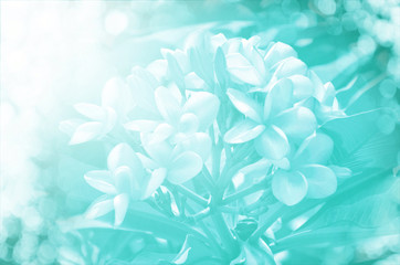 Fototapeta premium soft focus of beautiful flowers on tree with color filters