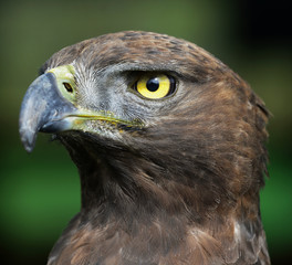 Close-up photo of a Martial Eagle.