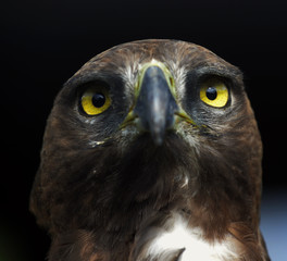 Close-up photo of a Martial Eagle.