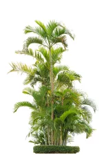 Photo sur Plexiglas Palmier Groupe de palmiers à bétel isolé sur fond blanc