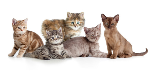different kitten or cats group