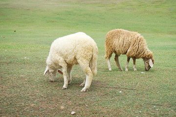 Obraz na płótnie Canvas Sheep eating grass in field