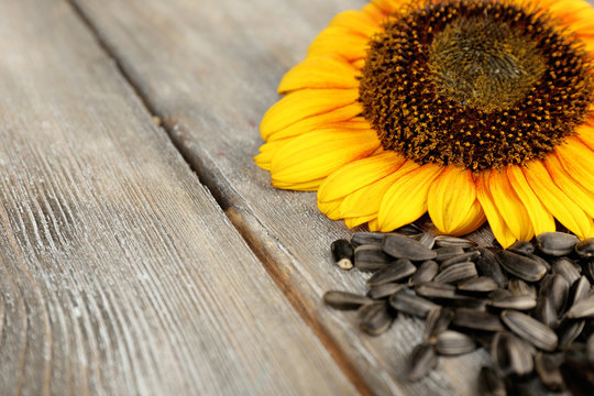 Sunflower and seeds on wooden background