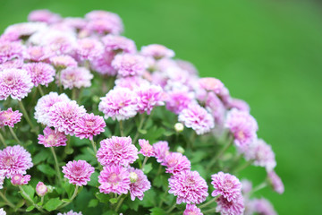 Lilac flowers on green grass background