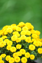 Yellow flowers on green grass background