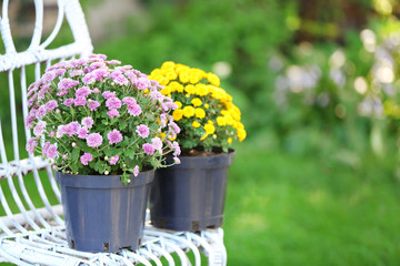 Yellow and lilac flowers in pots