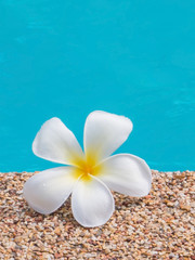 Plumeria by the swimming pool