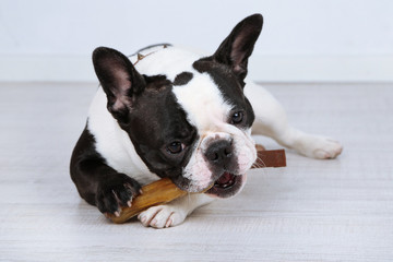 French bulldog with bone in room