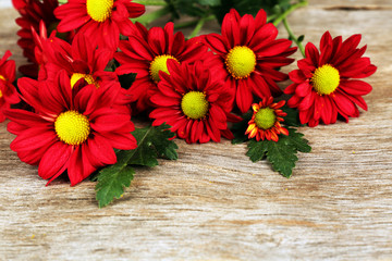 Red chrysanthemum on wooden background