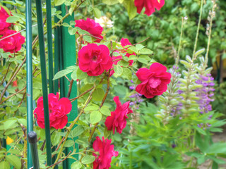 Fototapeta na wymiar Red Climbing Roses