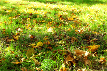 Beautiful autumn leaves on grass