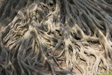 Tree with its roots on the ground